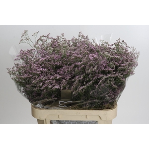 Limonium ov Safora Oshi Pink