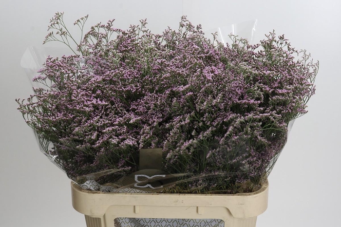 <h4>Limonium ov Safora Oshi Pink</h4>