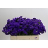 Limonium sinuatum Marina Violet