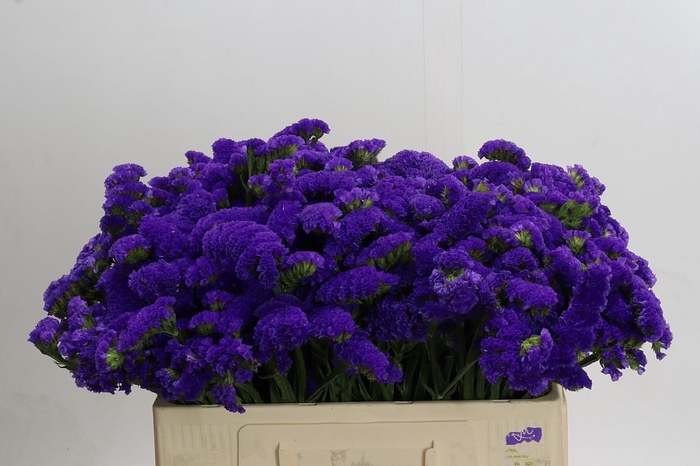 Limonium sinuatum Marina Violet