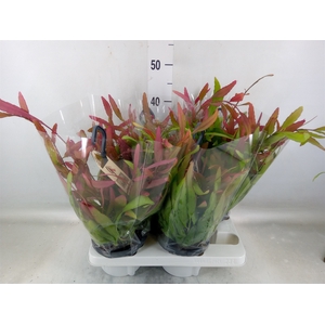 Rhipsalis   ...