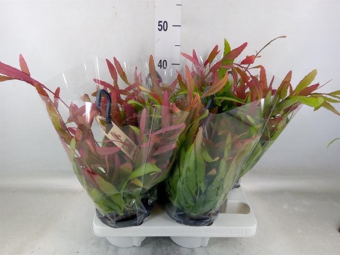 <h4>Rhipsalis   ...</h4>