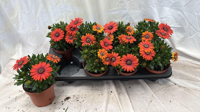 <h4>OSTEO FP ORANGE</h4>