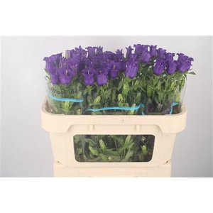 Campanula Med Champ Blue