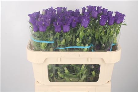 <h4>Campanula Med Champ Blue</h4>