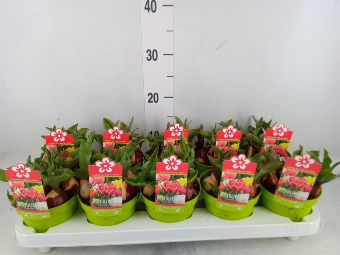 <h4>Tulipa DU   ...</h4>