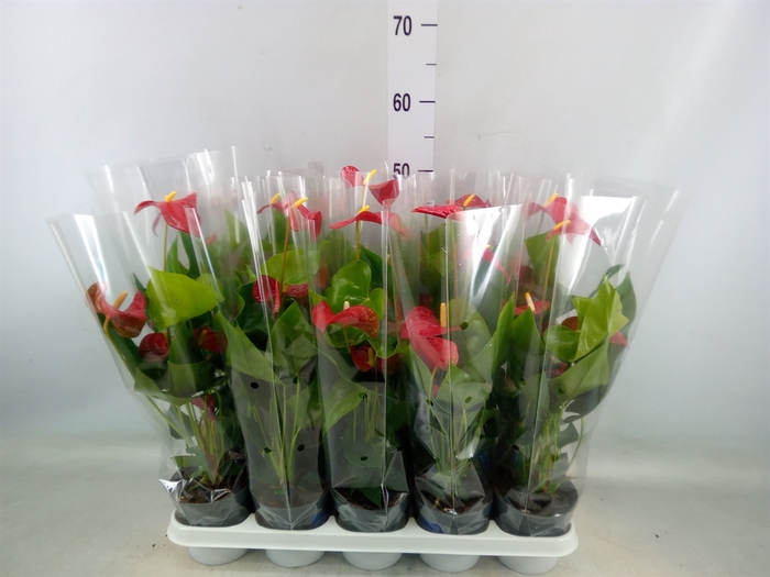 <h4>Anthurium andr. 'Karma Red'</h4>