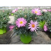 Argyranthemum frutescens mélangé dans pot
