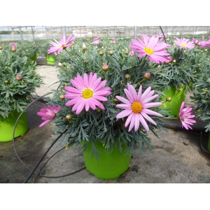 Anthemis punctata subsp. cupaniana