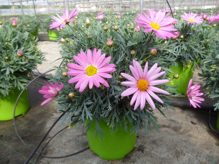 Argyranthemum frutescens mélangé dans pot