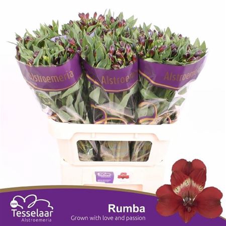 <h4>Alstr Rumba</h4>