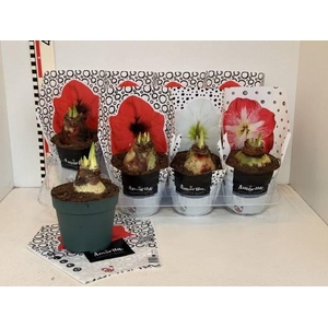 Hippeastrum Mix 14Ø 20cm 2st