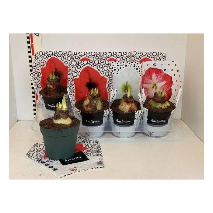 <h4>Hippeastrum Mix 14Ø 20cm 2st</h4>