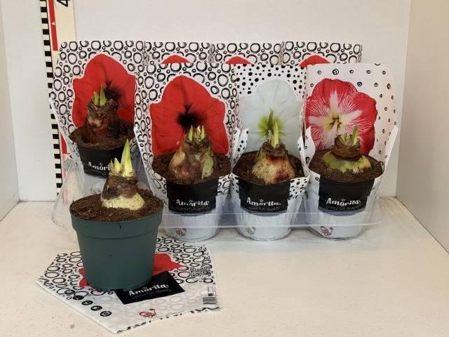 Hippeastrum Mix 14Ø 20cm 2st
