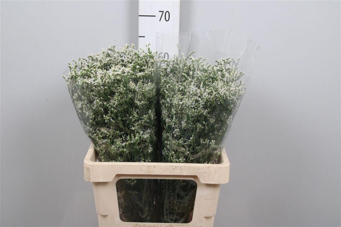 <h4>Lim Sin China White</h4>