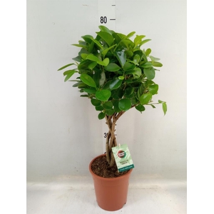 Ficus microcarpa 'Moclame'