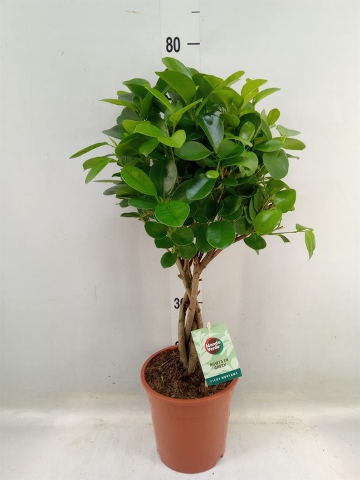 <h4>Ficus microcarpa 'Moclame'</h4>