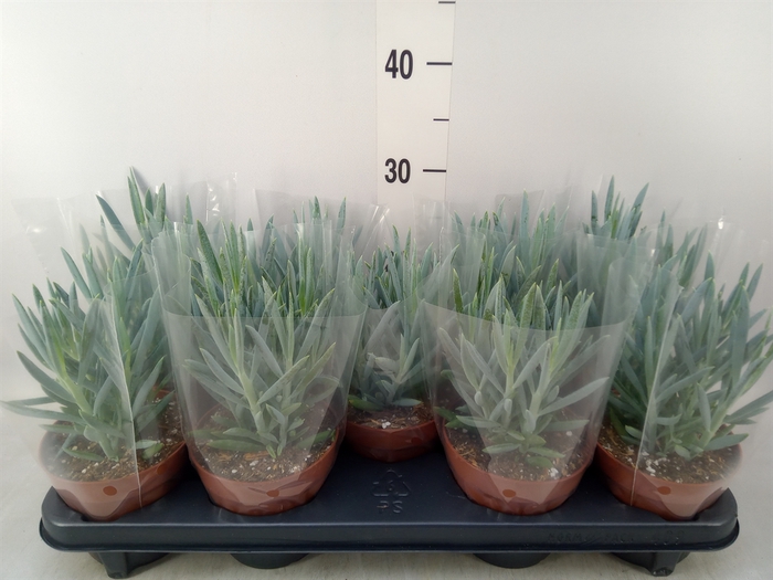 <h4>Curio ficoides 'Mount everest'</h4>