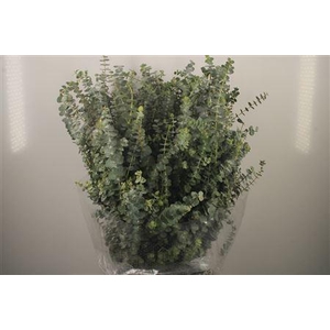 Euc Baby Blue Per Bunch 400 Gram