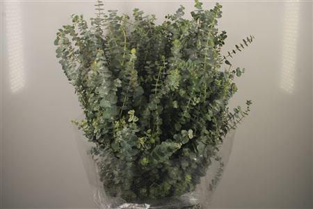 <h4>Euc Baby Blue Per Bunch 400 Gram</h4>