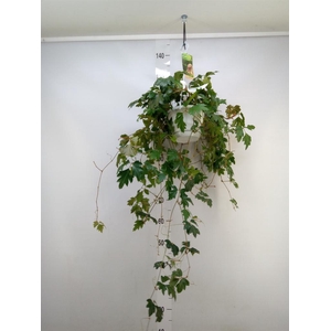 Cissus rhombifolia 'Ellen Danica'