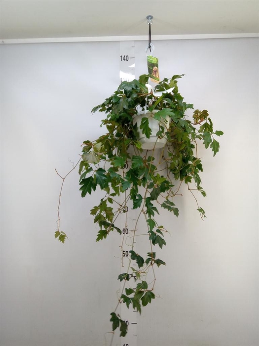 <h4>Cissus rhombifolia 'Ellen Danica'</h4>