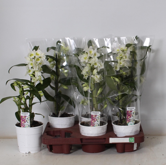 <h4>DENDR N SC APOLLON</h4>