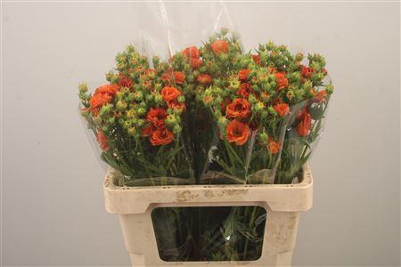 <h4>Geum Tropic Tempest</h4>