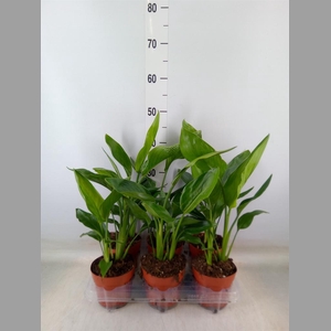 Strelitzia reg.   ...no flowers