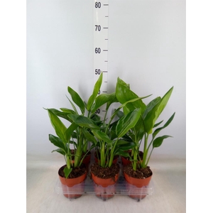 Strelitzia reg.   ...no flowers
