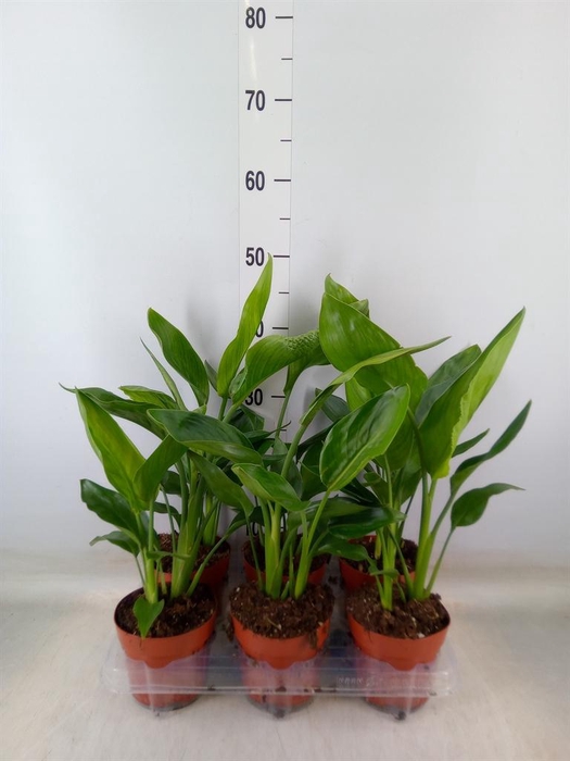 <h4>Strelitzia reg.   ...no flowers</h4>