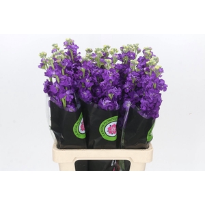 MATTH IRON PURPLE