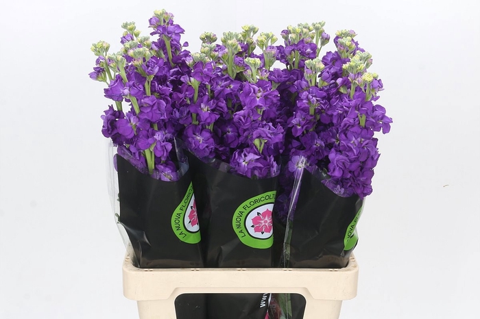 <h4>MATTH IRON PURPLE</h4>