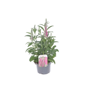 Veronica spicata Inspire Pink