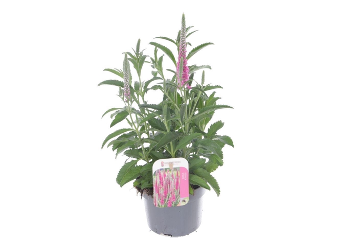 <h4>Veronica spicata Inspire Pink</h4>