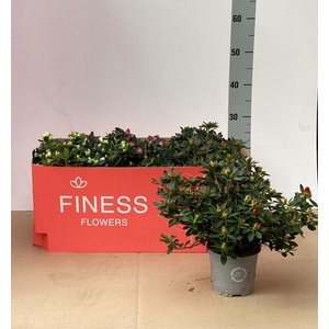 RHODO SI GEM 3 SRT