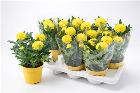 <h4>Chrys Fp Yellow</h4>