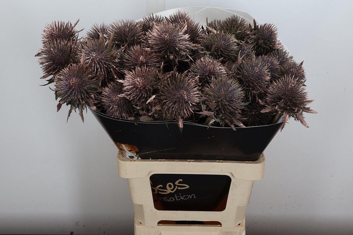 <h4>Eryn Wx Champagne</h4>