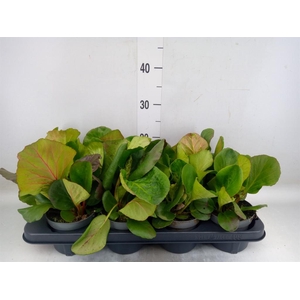 Bergenia cordifolia 'Purpurea'