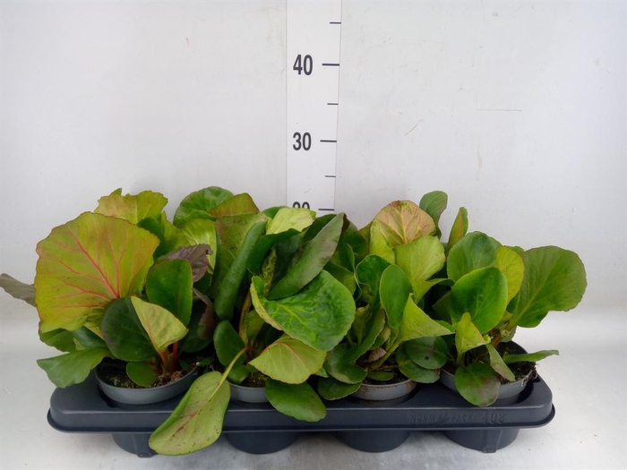 <h4>Bergenia cordifolia 'Purpurea'</h4>