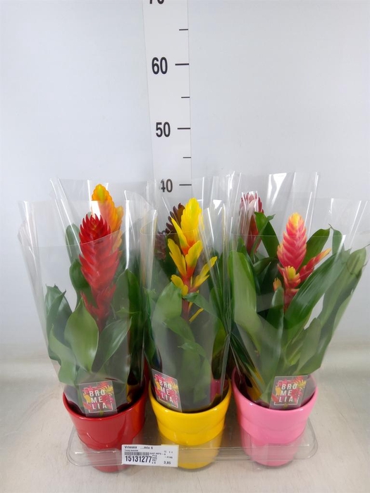 <h4>Vriesea   ...mix 6</h4>