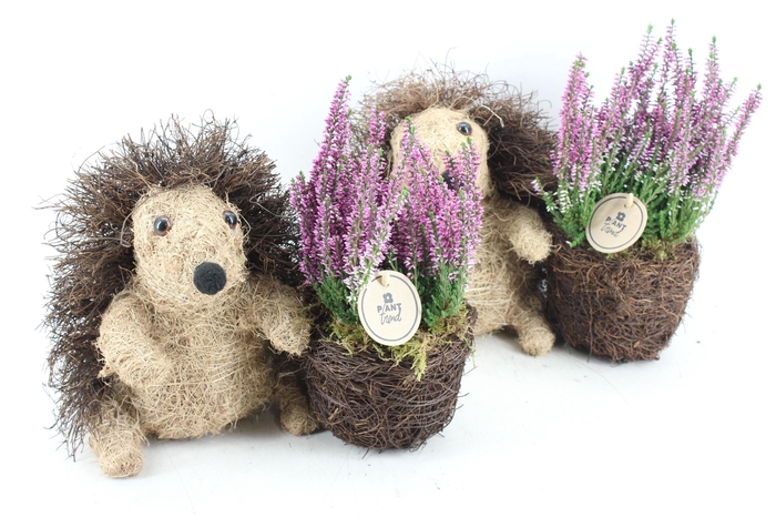 <h4>arr4 Outdoor PL - Riet Egel calluna</h4>