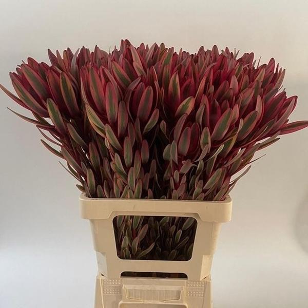 <h4>LEUCAD JESTER</h4>