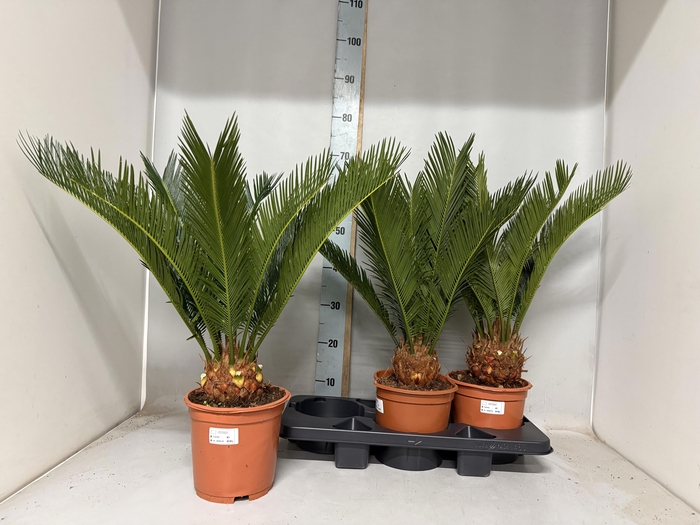<h4>CYCAS REVOLUTA</h4>
