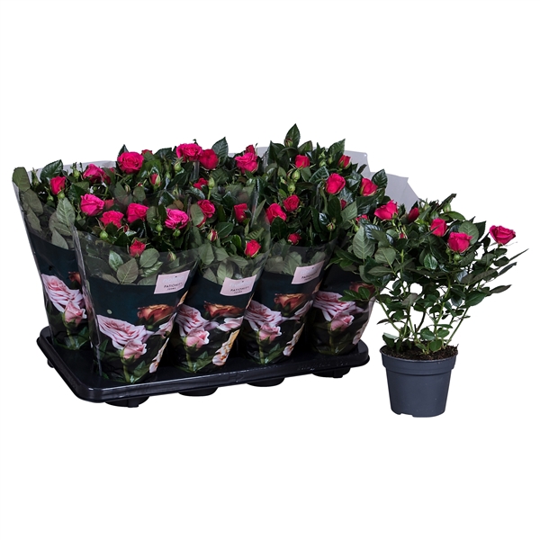 Nolina Roses Ø 13 cm Dark pink st. 1-2