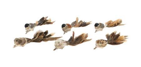 <h4>Bird Paradise L26b5h6 6pcs</h4>