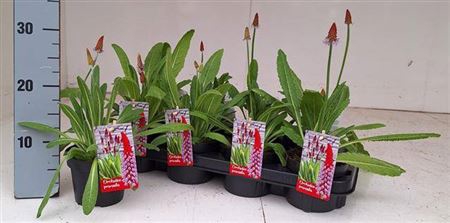 Prim Vialii