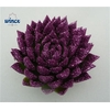 Echeveria Agavoides Glitter Purple Cutflower