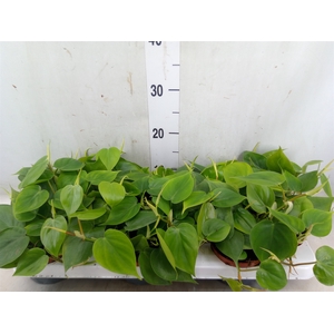 Philodendron scand.