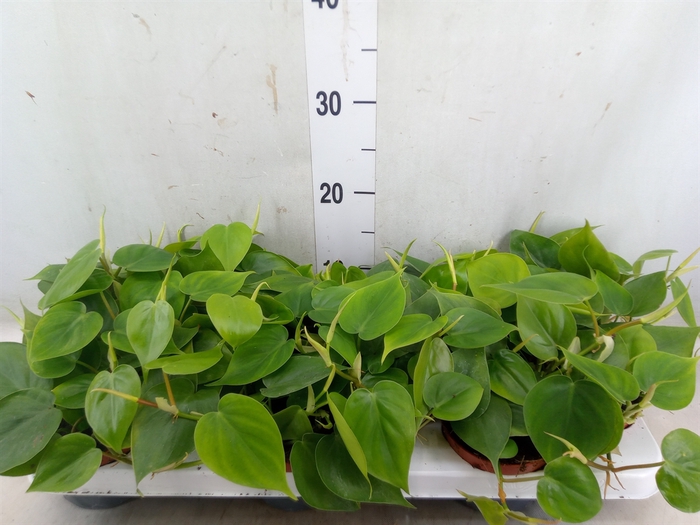 <h4>Philodendron scand.</h4>